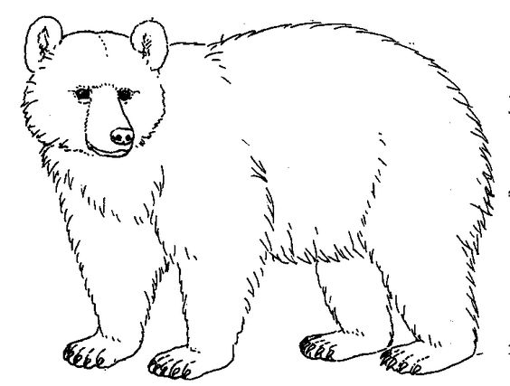Bear Drawing Pic
