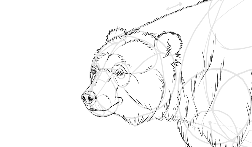Bear Realistic Drawing