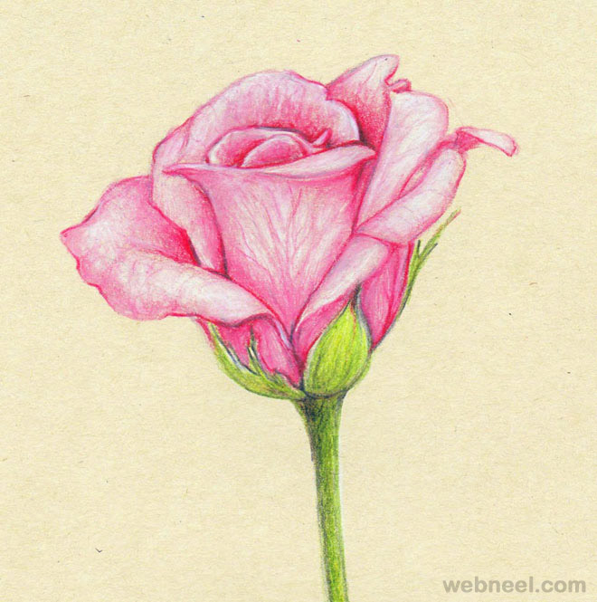 Beautiful Rose Drawing Pic