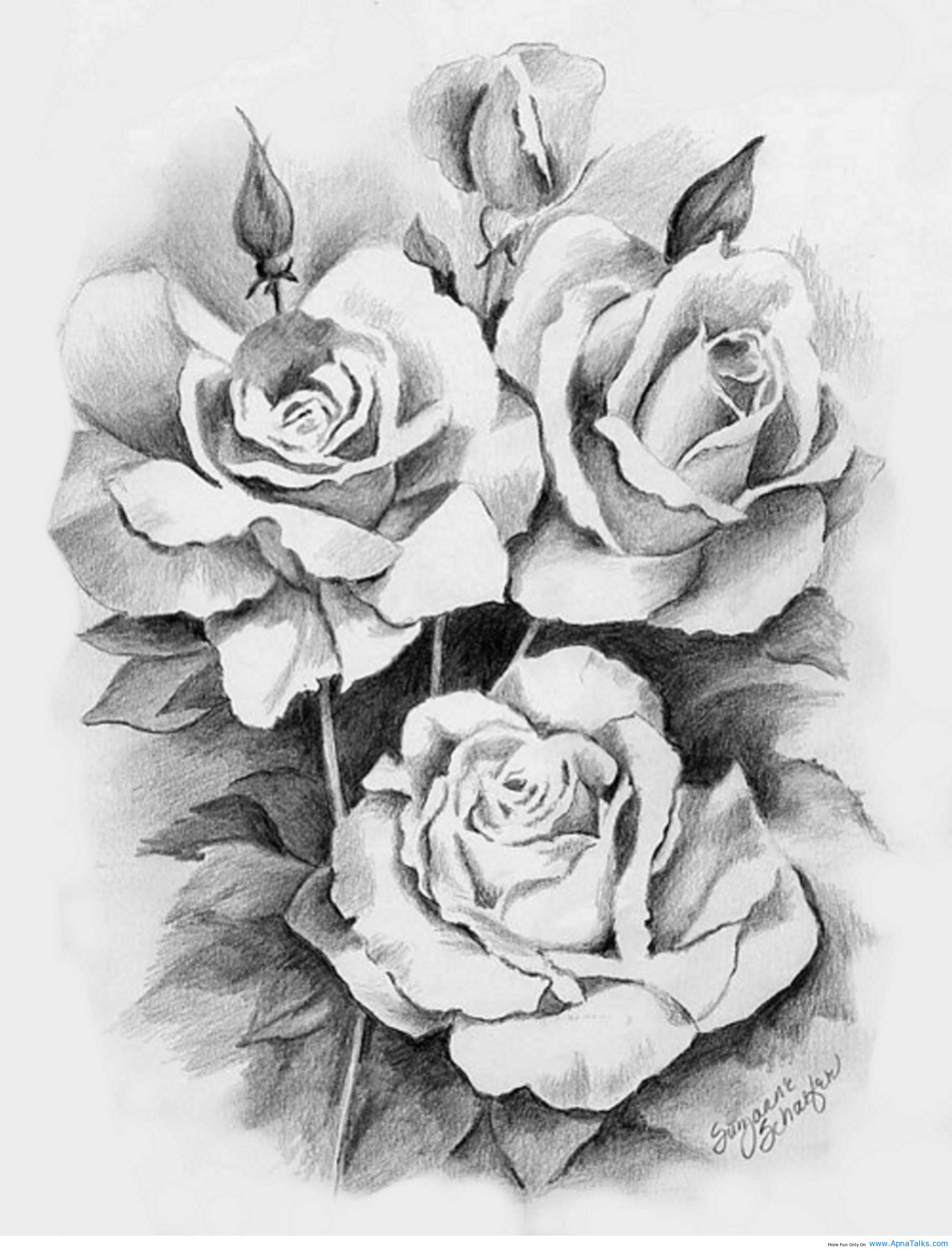 Beautiful Rose Photo Drawing