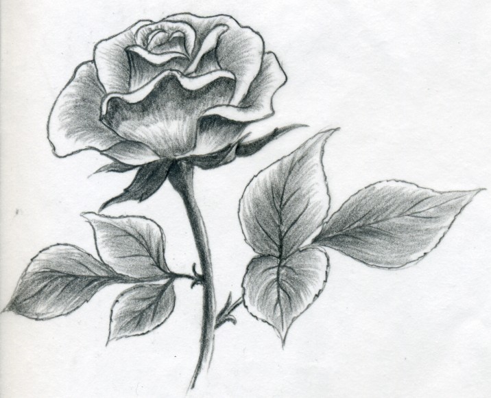 Beautiful Rose Sketch