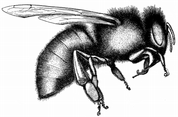 Bee Amazing Drawing