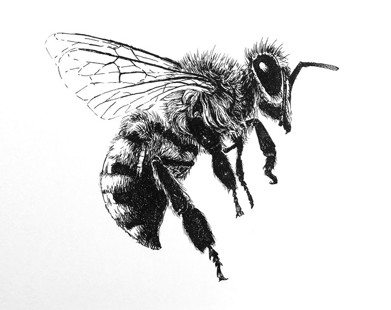 Bee Best Drawing