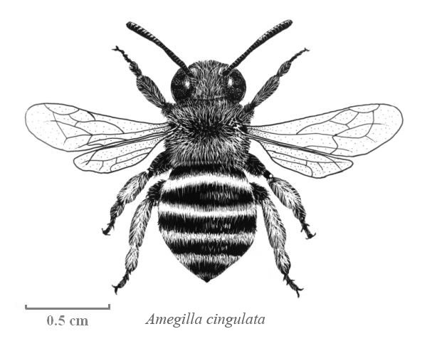 Bee Image Drawing
