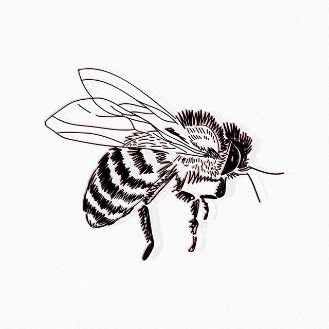 Bee Picture Drawing