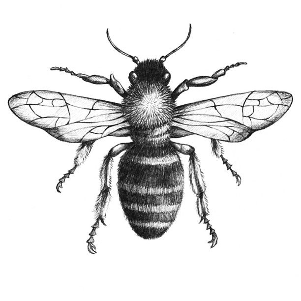 Bee Realistic Drawing