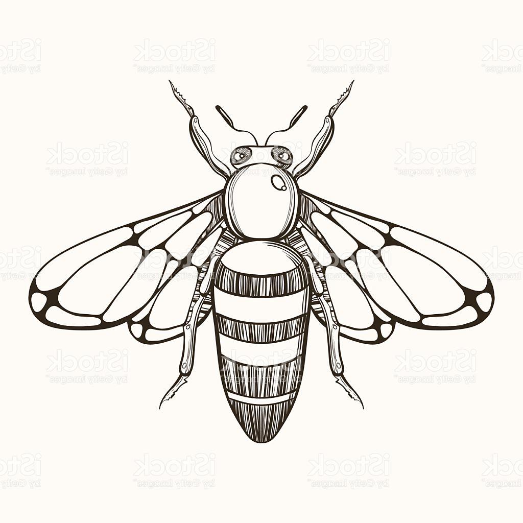 Bee Sketch