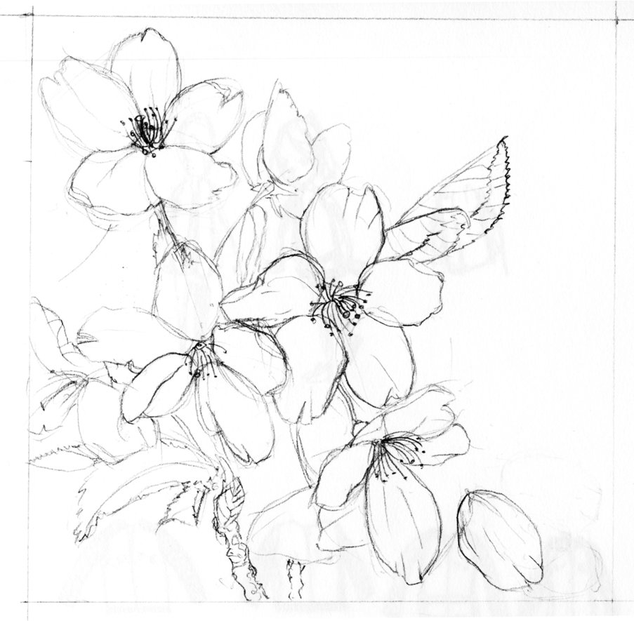 Blossom Beautiful Image Drawing