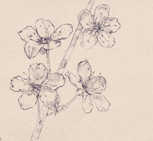 Blossom Drawing
