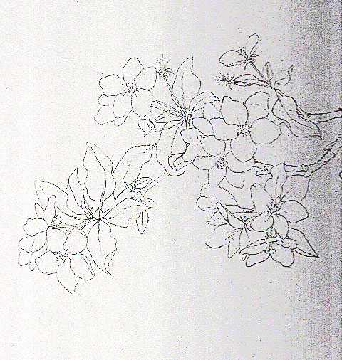 Blossom Image Drawing