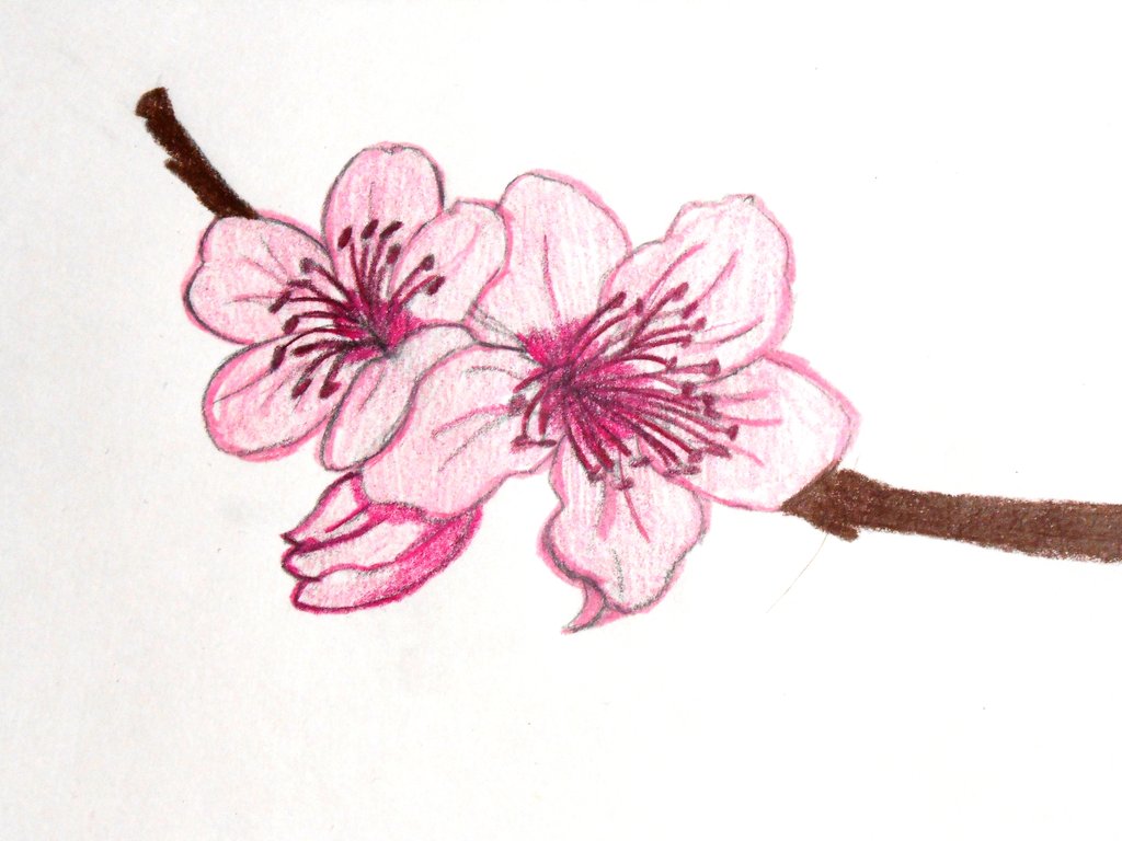 Blossom Realistic Drawing