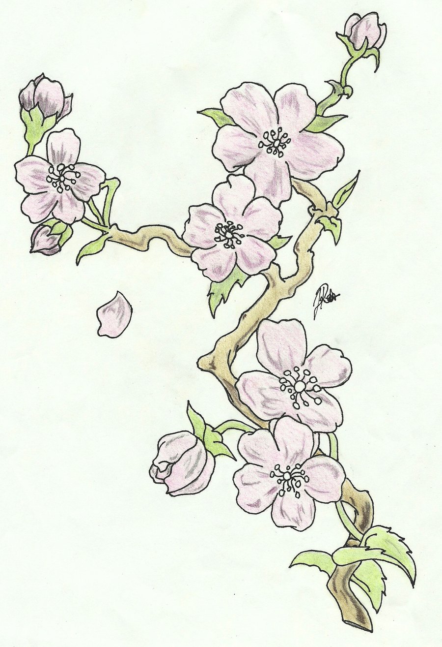 Blossom Sketch