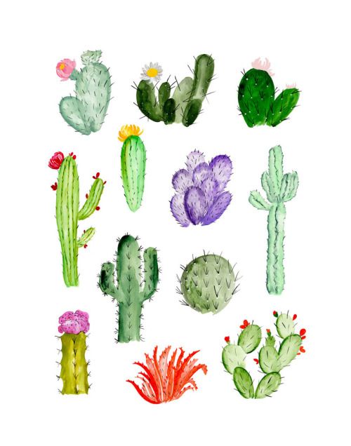Cactus Drawing Pic