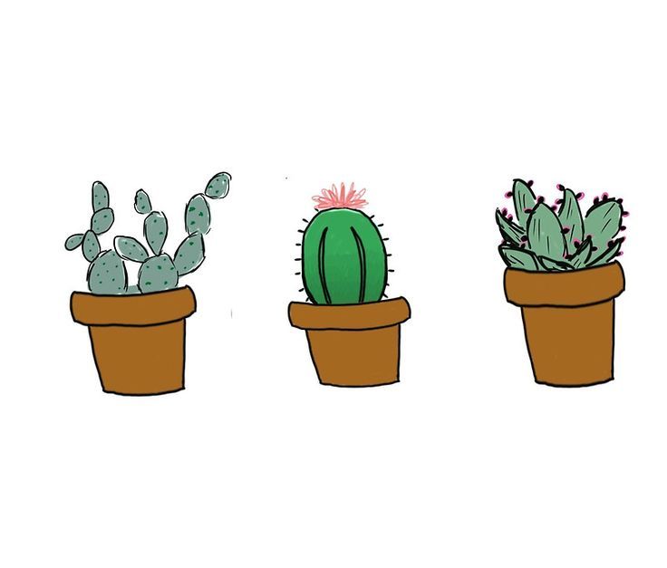Cactus Drawing