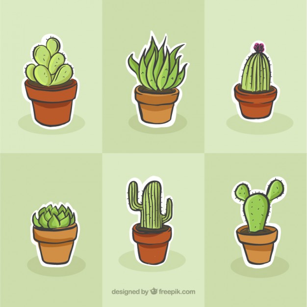 Cactus Photo Drawing