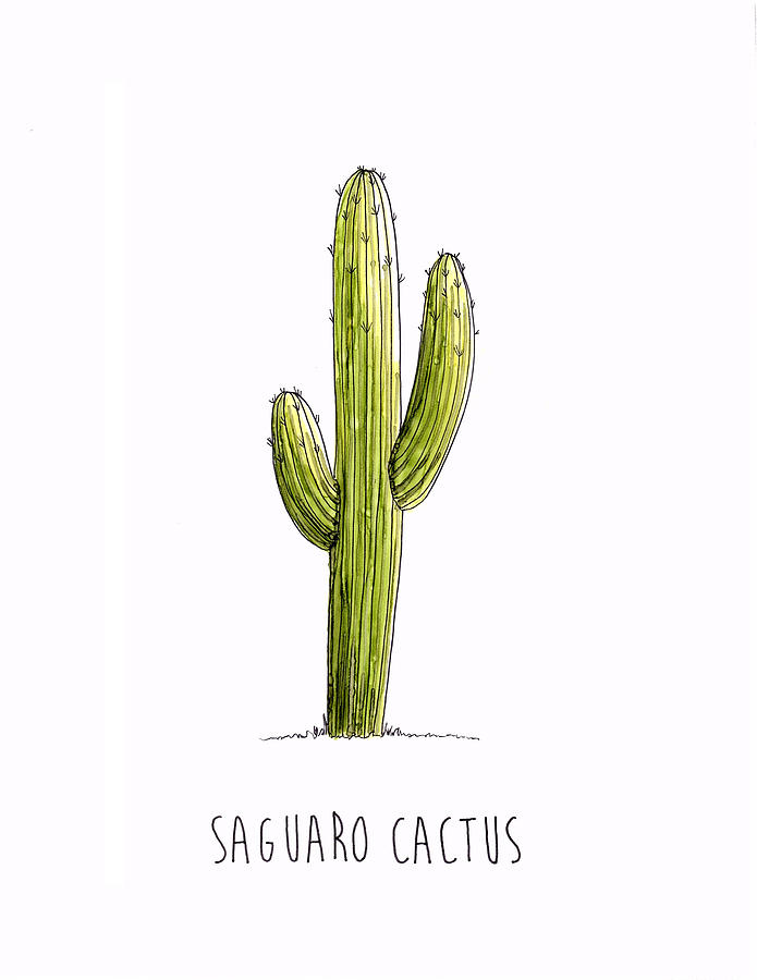 Cactus Realistic Drawing
