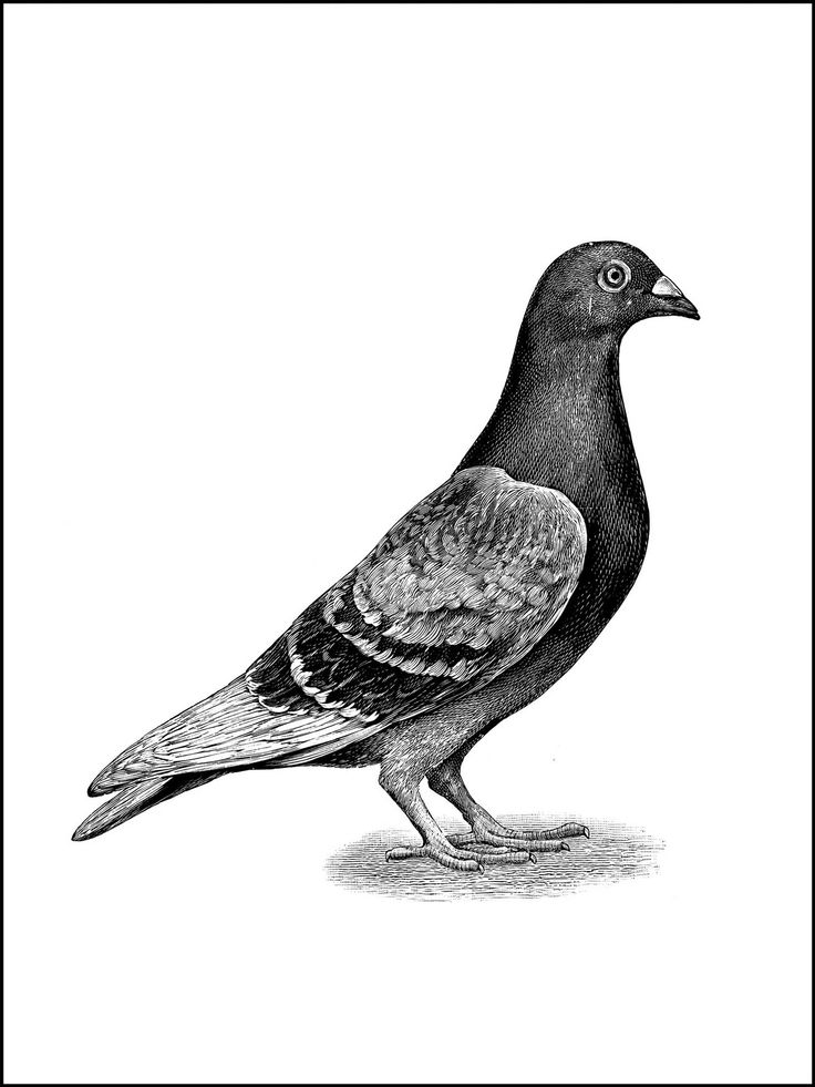 Carrier Pigeon Drawing Pic