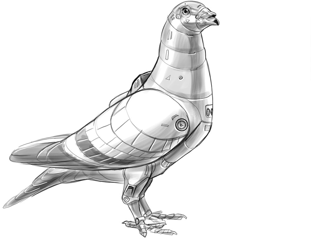 Carrier Pigeon Image Drawing