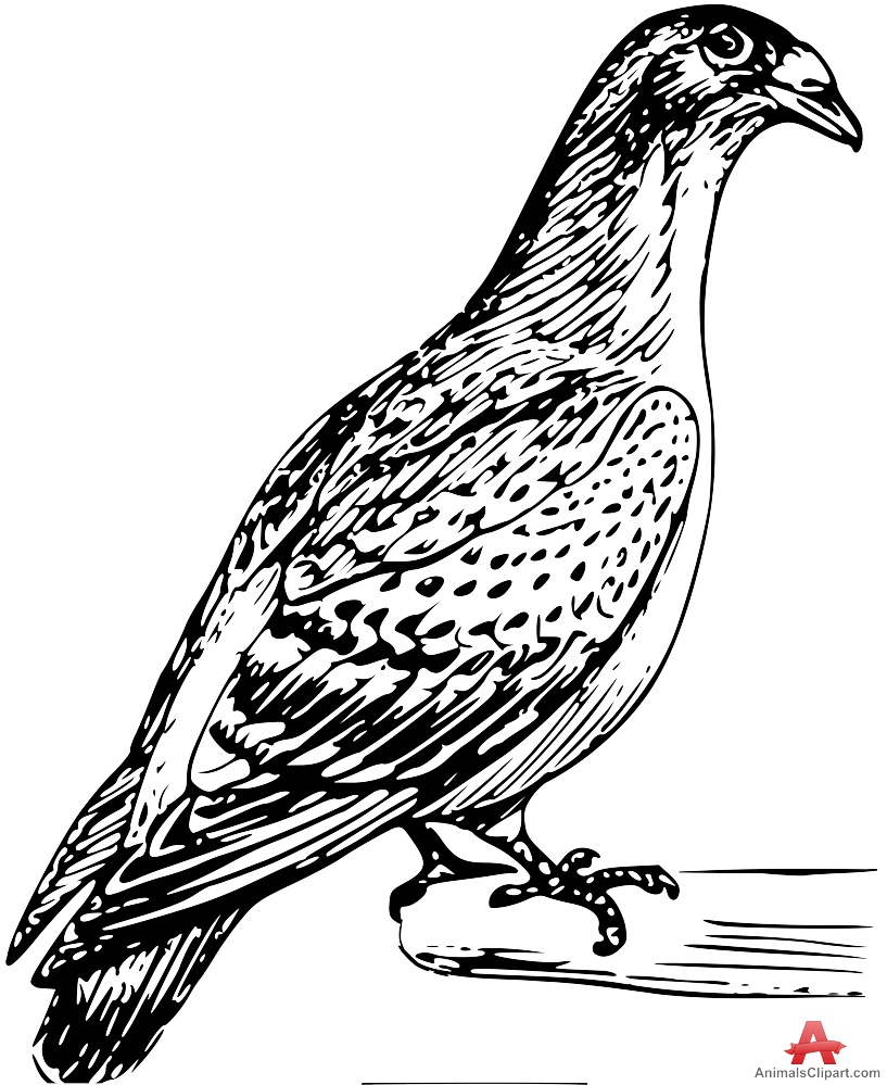Carrier Pigeon Pic Drawing