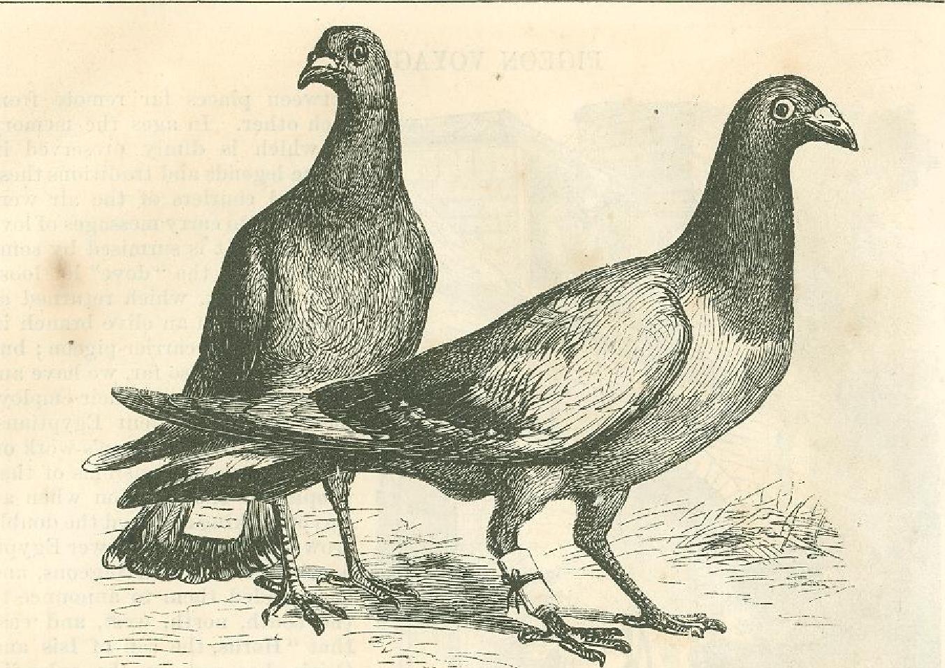 Carrier Pigeon Realistic Drawing