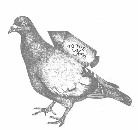 Carrier Pigeon Sketch