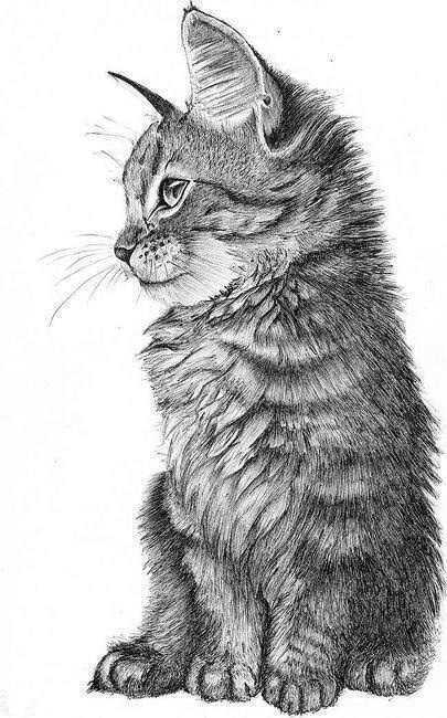 Cat Amazing Drawing