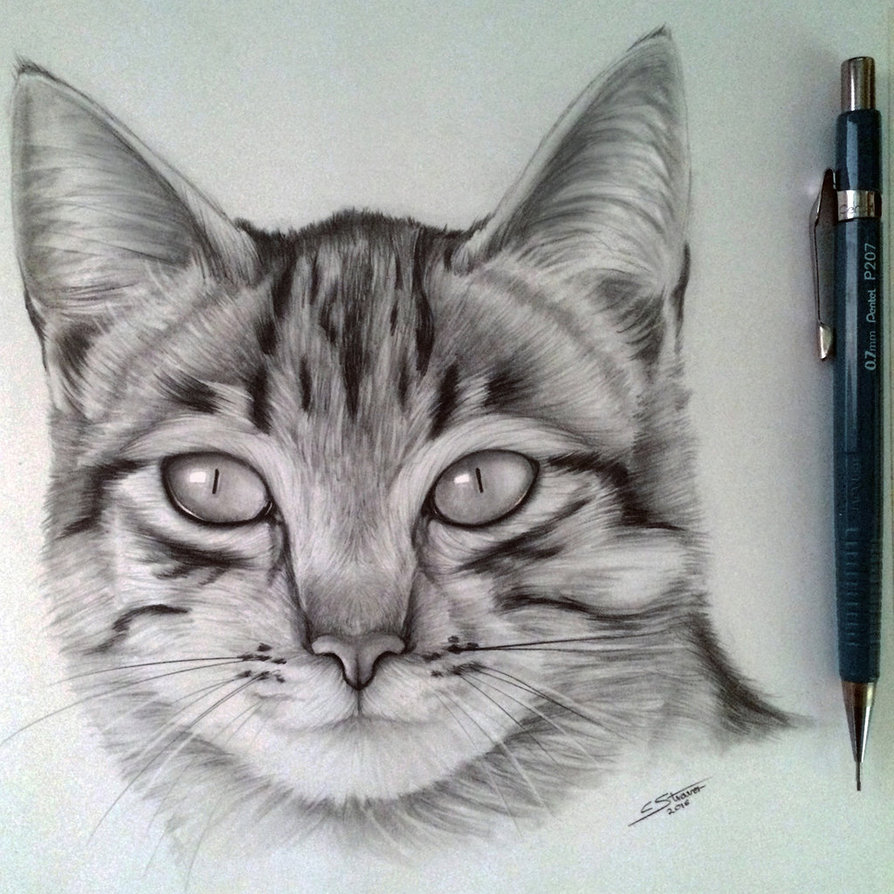 Cat Image Drawing