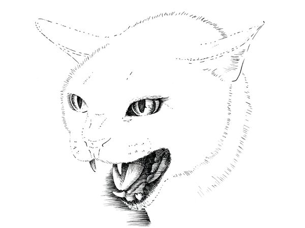 Cat Photo Drawing