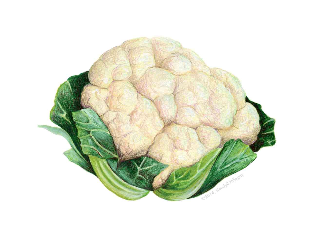 Cauliflower Drawing Pic