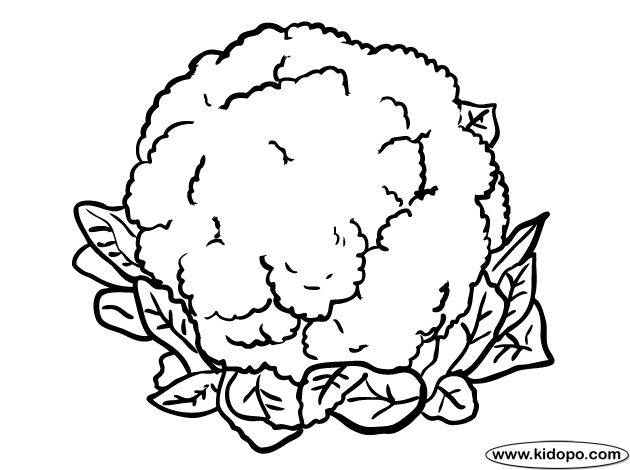 Cauliflower Image Drawing