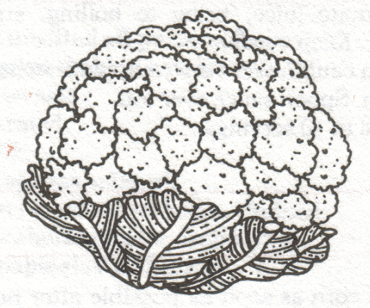 Cauliflower Photo Drawing