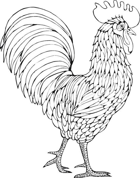Chicken Pic Drawing