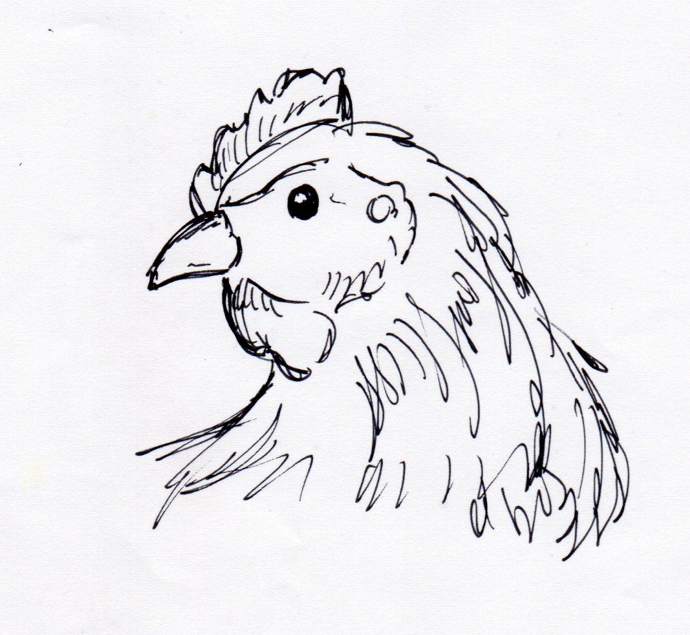 Chicken Picture Drawing