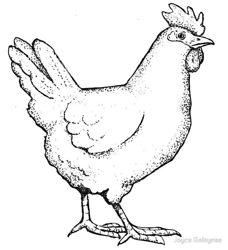 Chicken Realistic Drawing