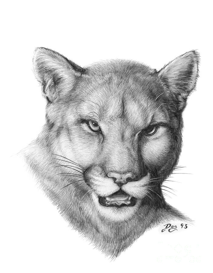 Cougar Drawing Pic