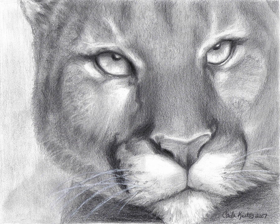 Cougar Realistic Drawing
