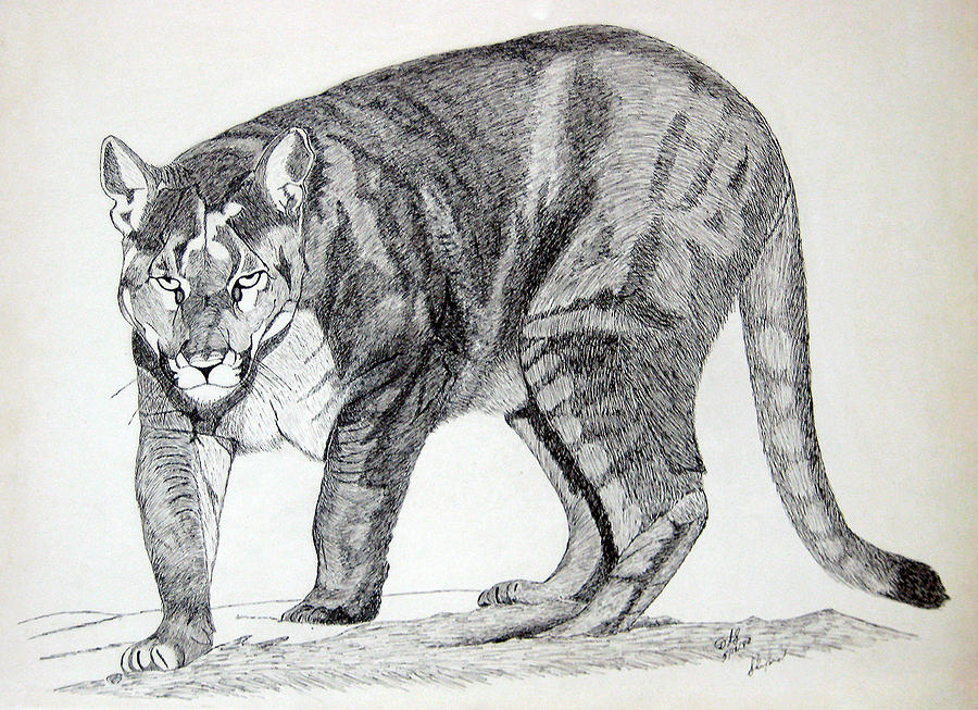 Cougar Sketch