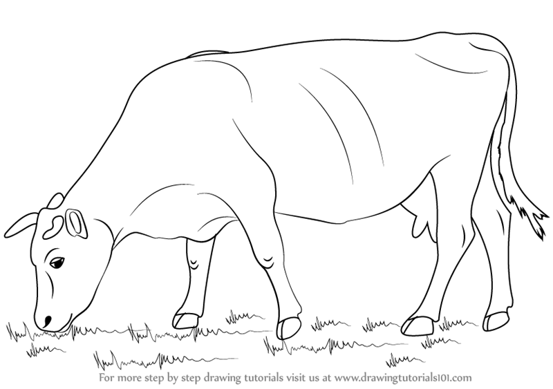 Cow Amazing Drawing