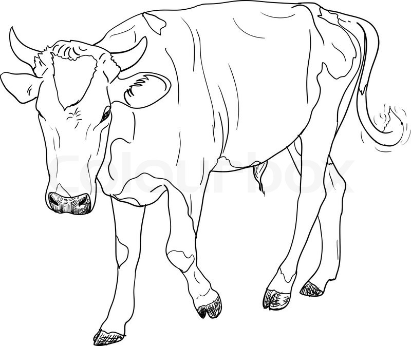 Cow Image Drawing