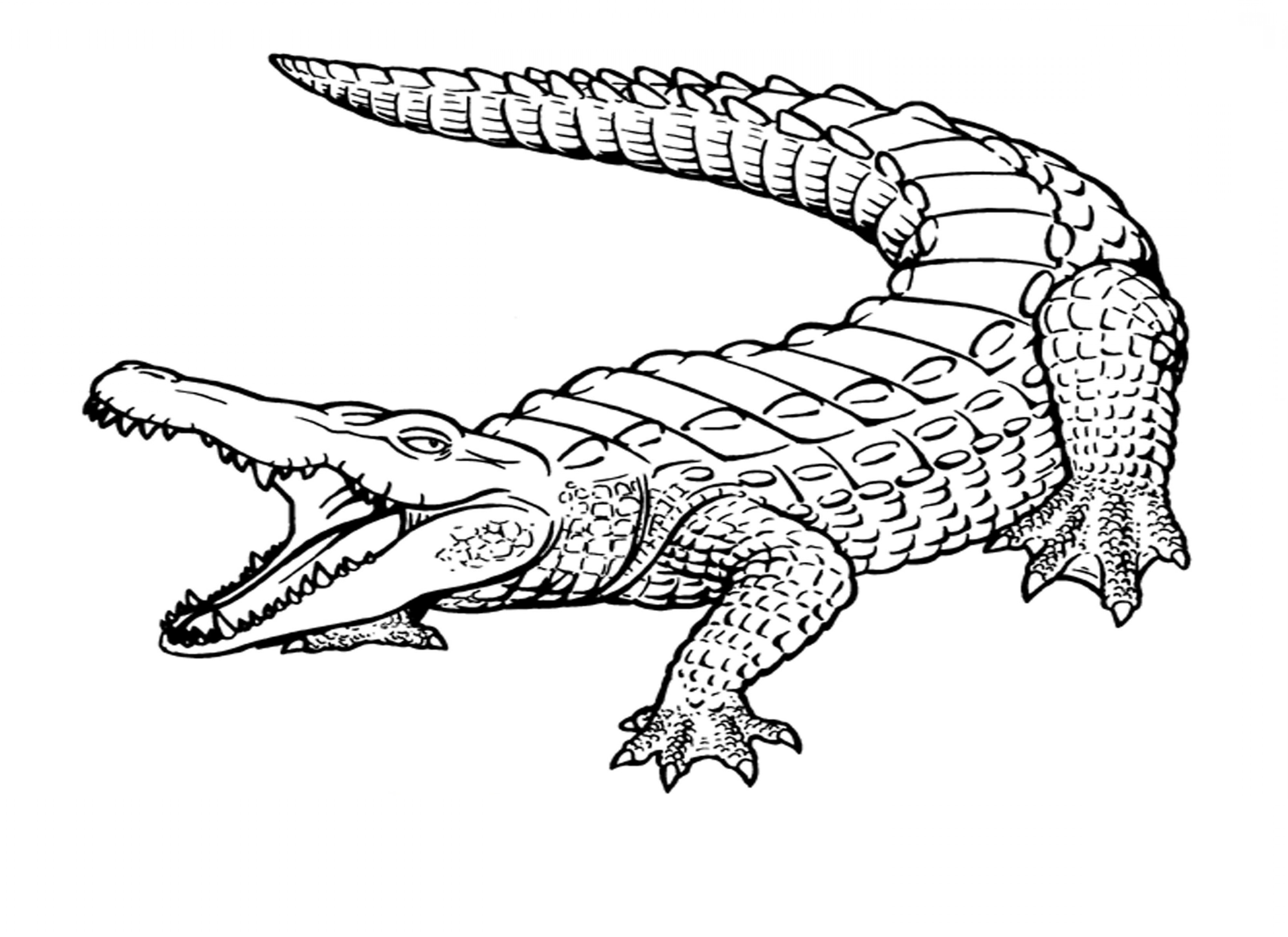 Crocodile Art