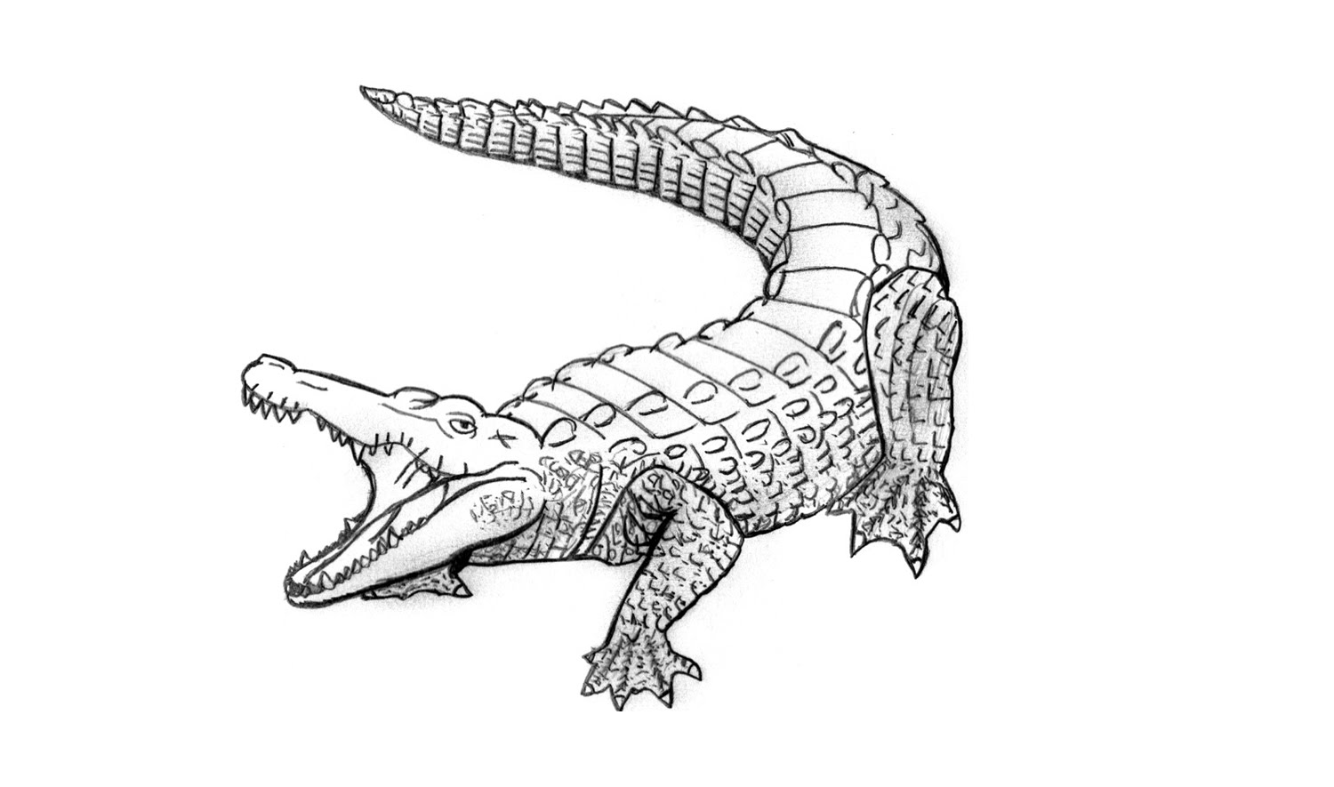 Crocodile Beautiful Image Drawing