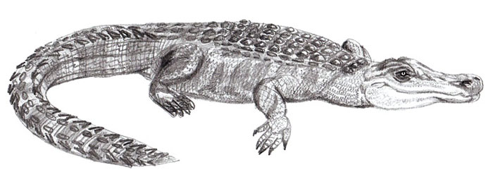 Crocodile Drawing Pic