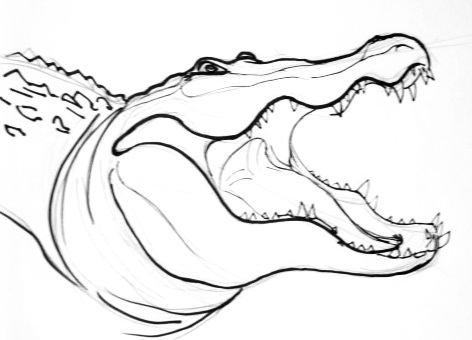 Crocodile Photo Drawing