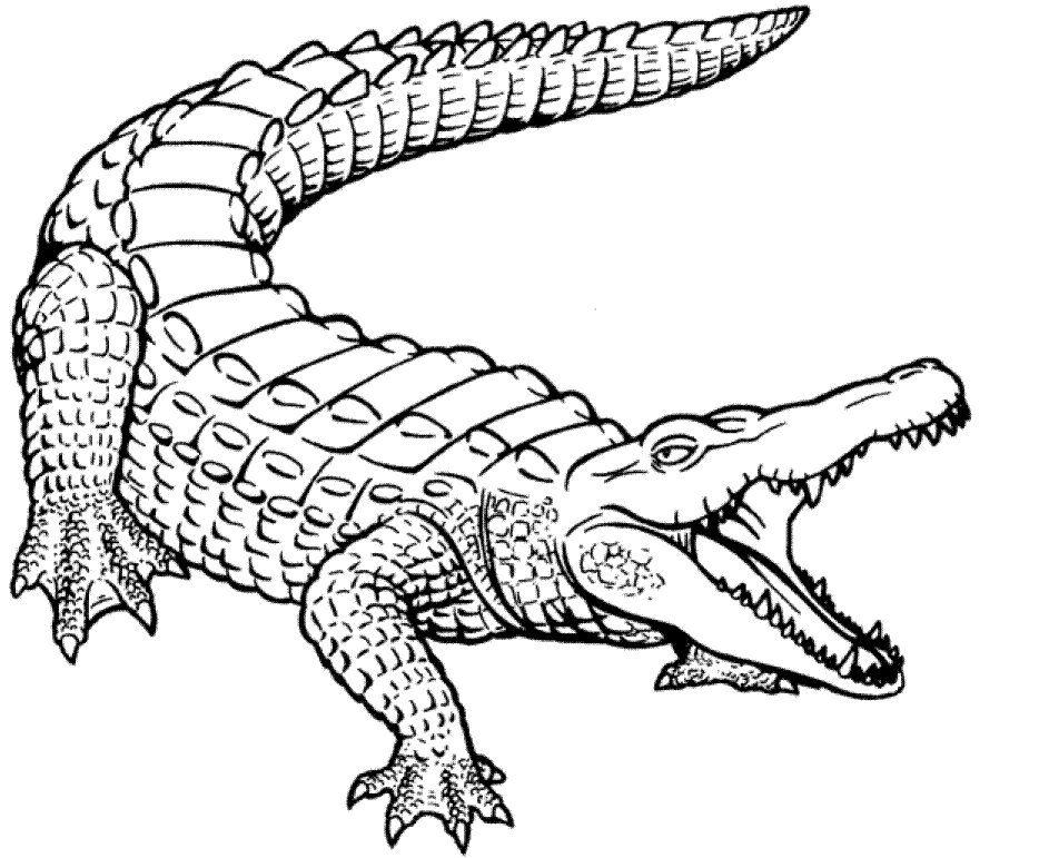 Crocodile Pic Drawing