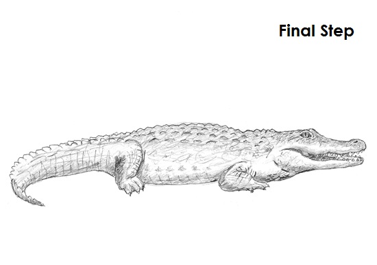 Pencil Illustration of a Crocodile on Behance