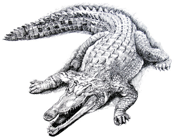 Crocodile Realistic Drawing