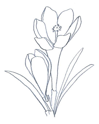 Crocus Amazing Drawing