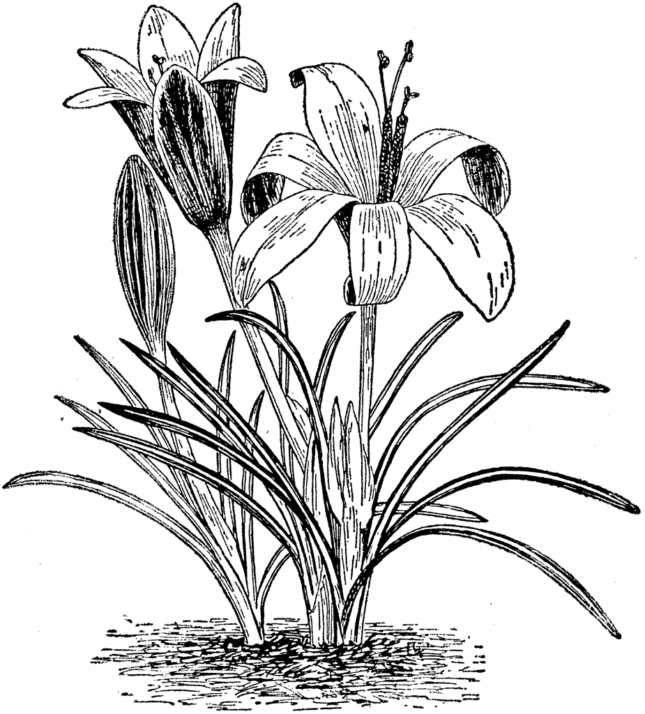 Crocus Image Drawing