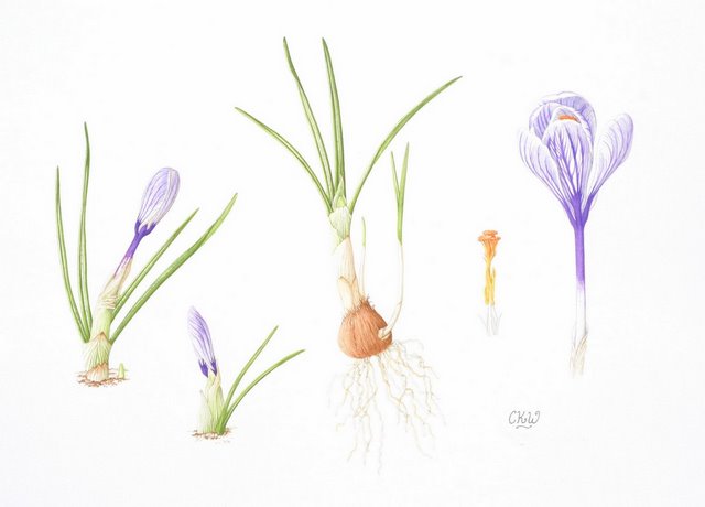 Crocus Picture Drawing