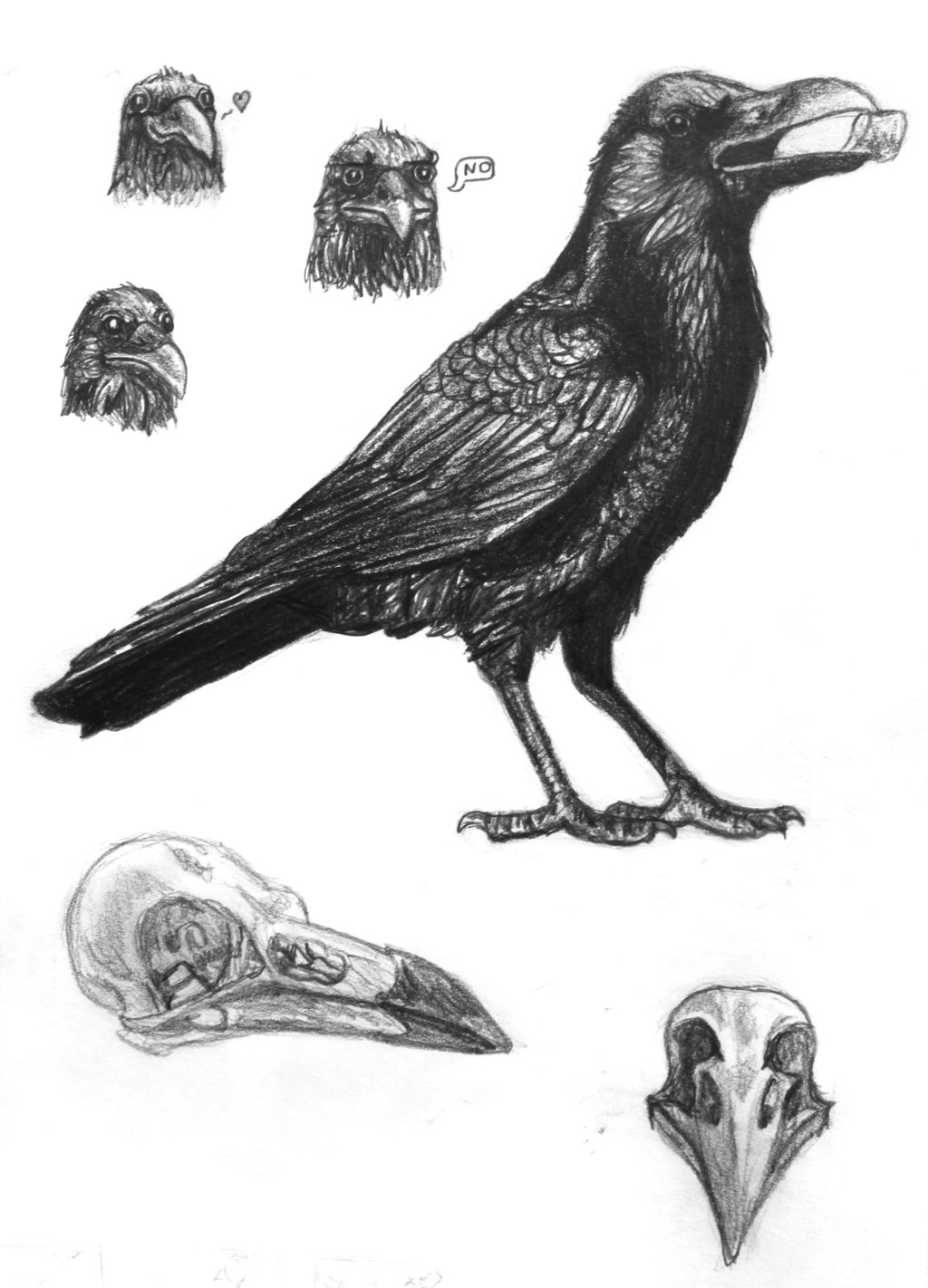 Crow Drawing Pic